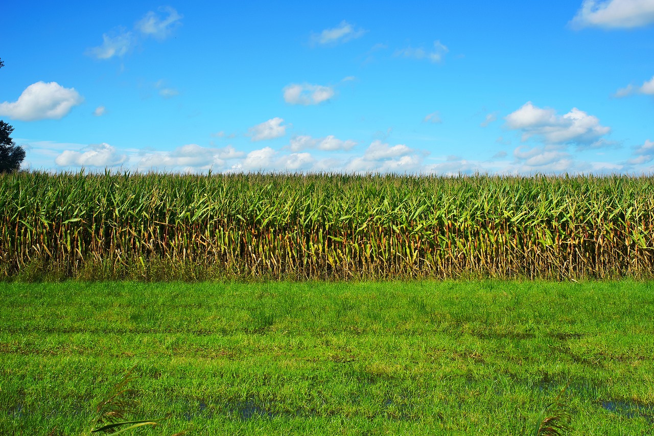 corn cornfield late summer free photo