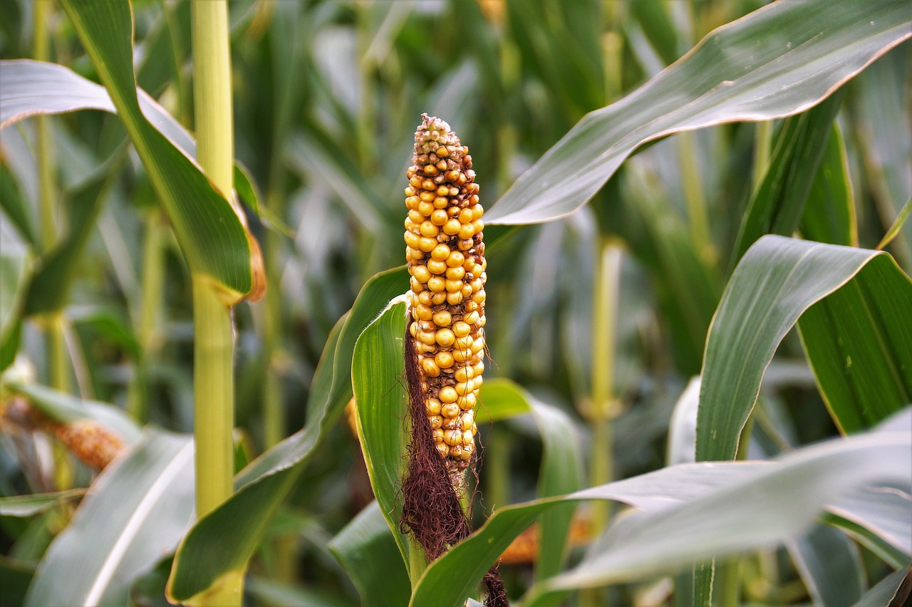 corn ear crop free photo