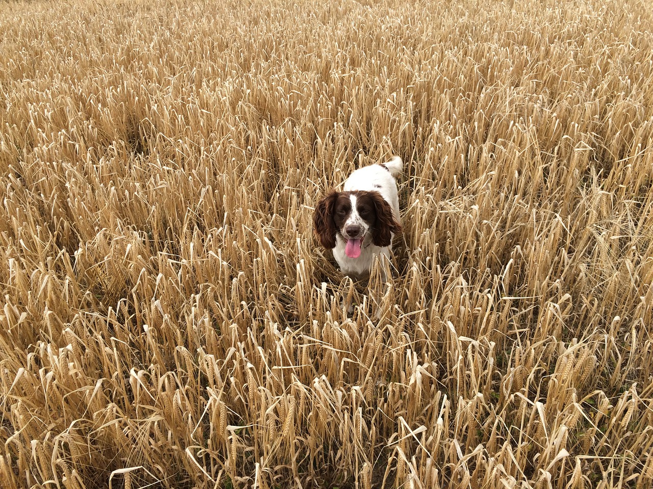 corn agriculture dog free photo