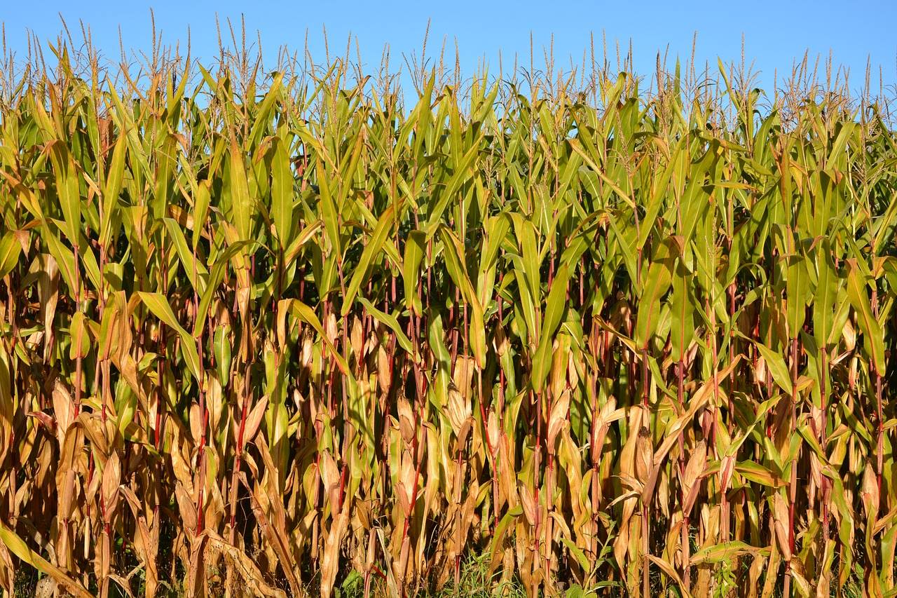 corn agriculture fields free photo