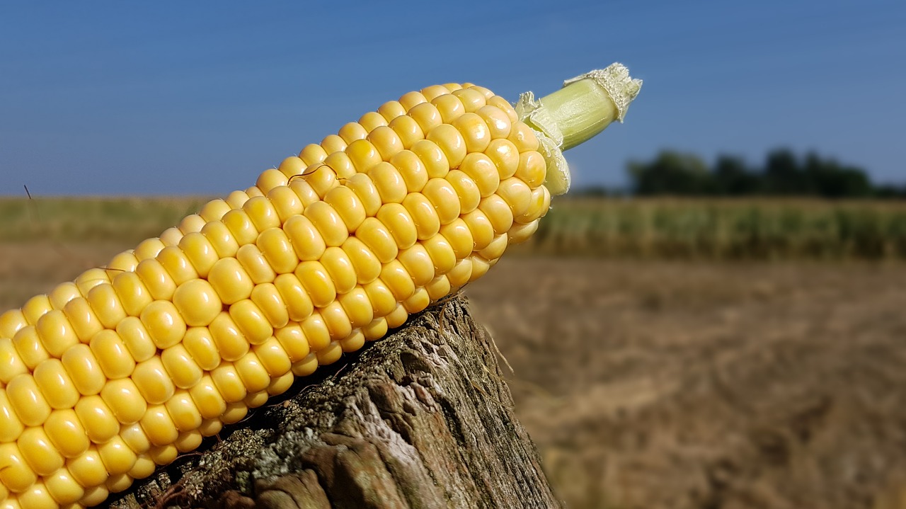 corn corn on the cob corn harvest free photo