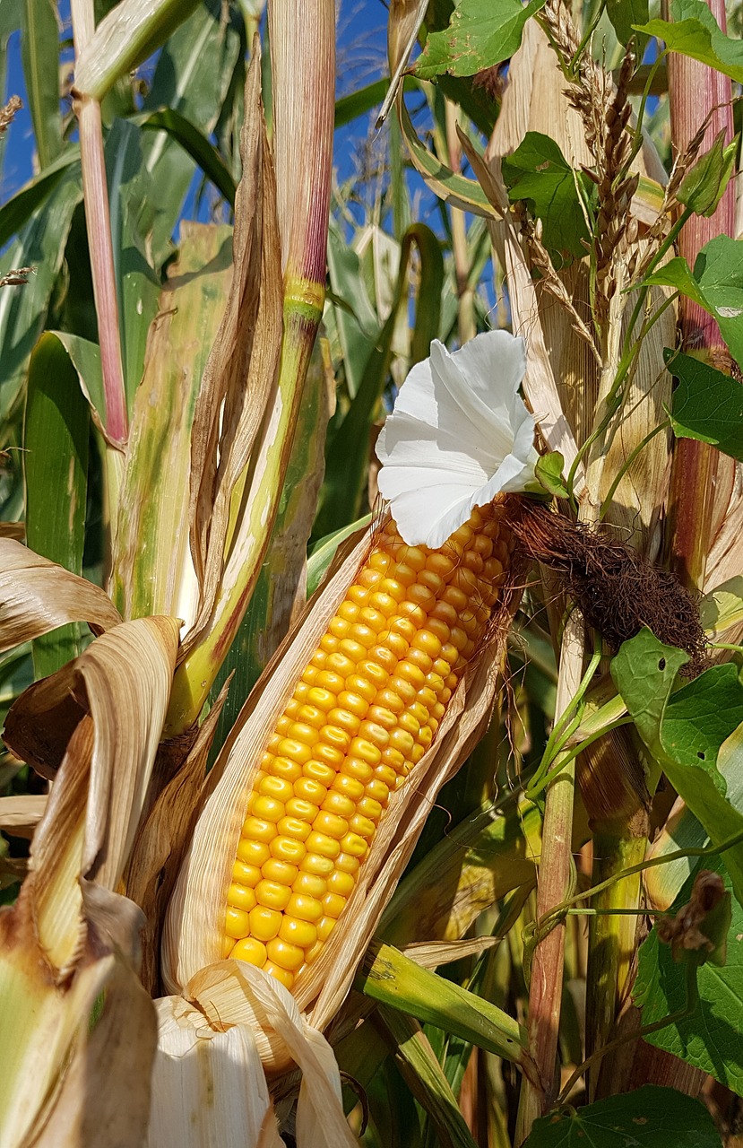 corn corn on the cob corn field harvest free photo