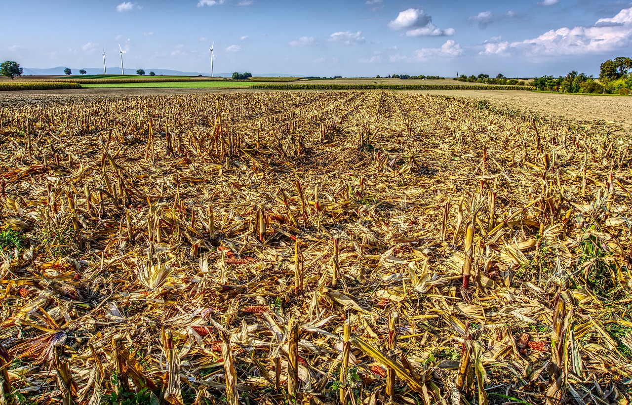 corn cut off harvest free photo