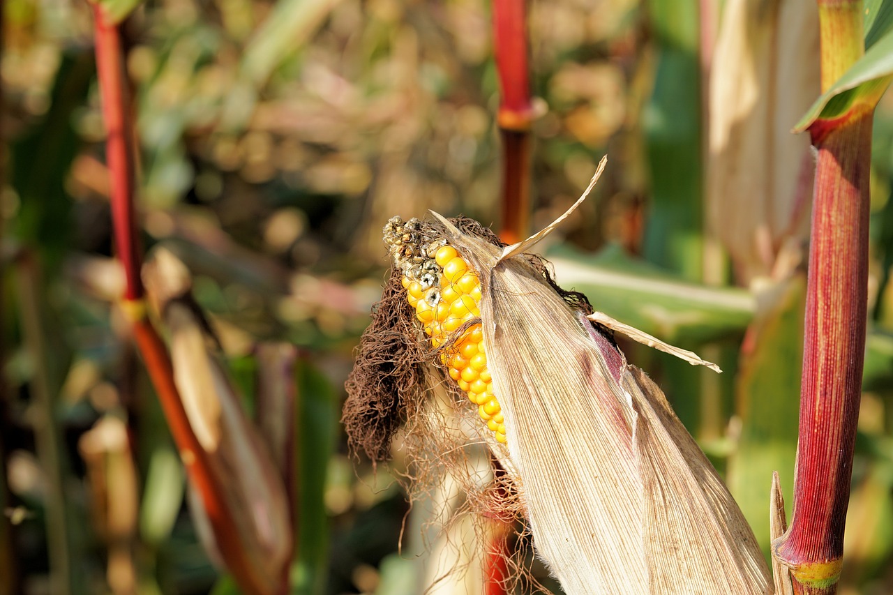 corn piston harvest free photo