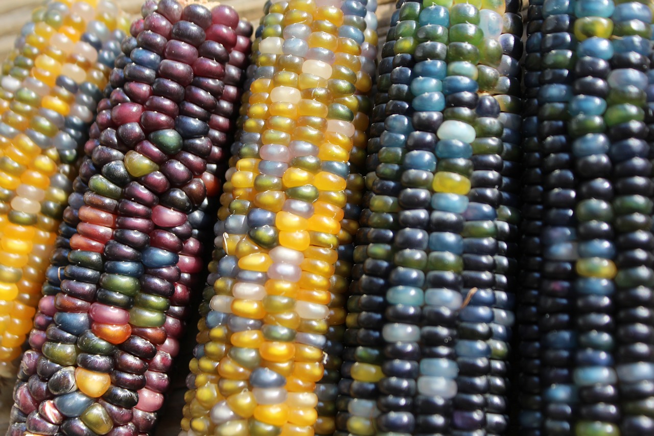 corn harvest colors free photo