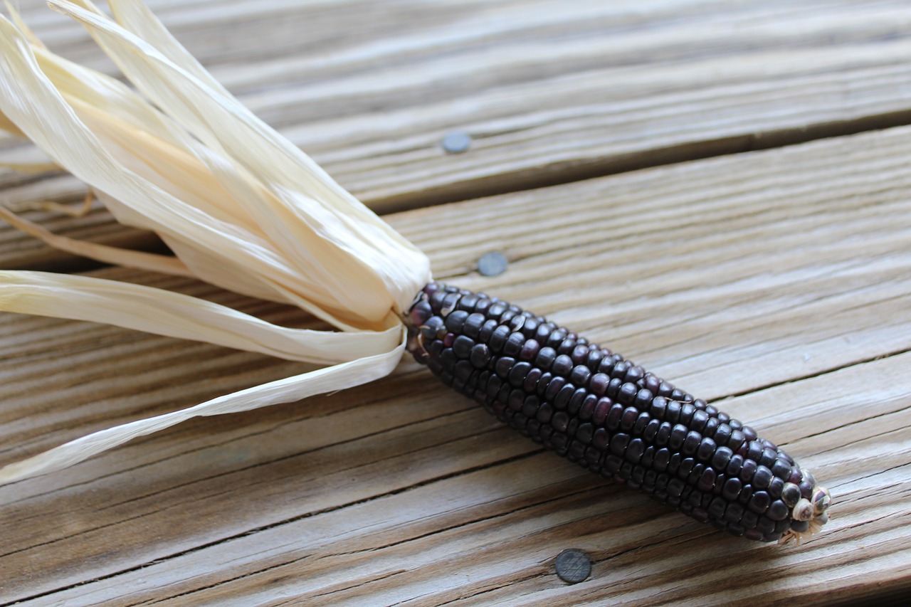 corn glass corn maize free photo