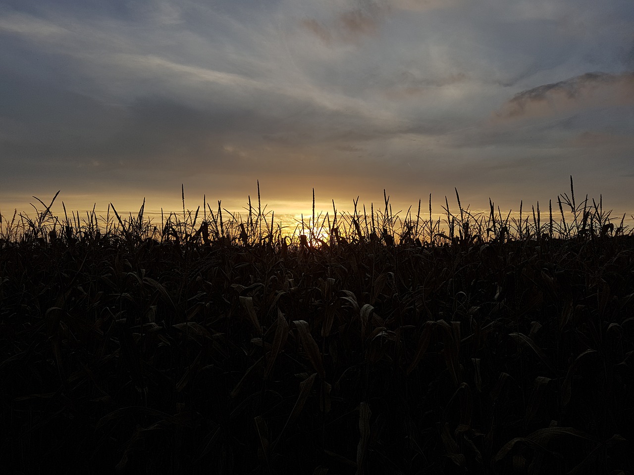 corn nature sun free photo