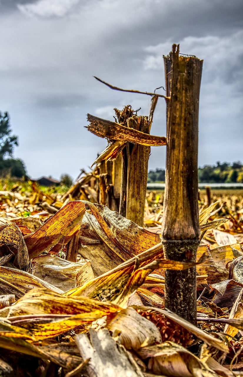 corn cut off harvest free photo