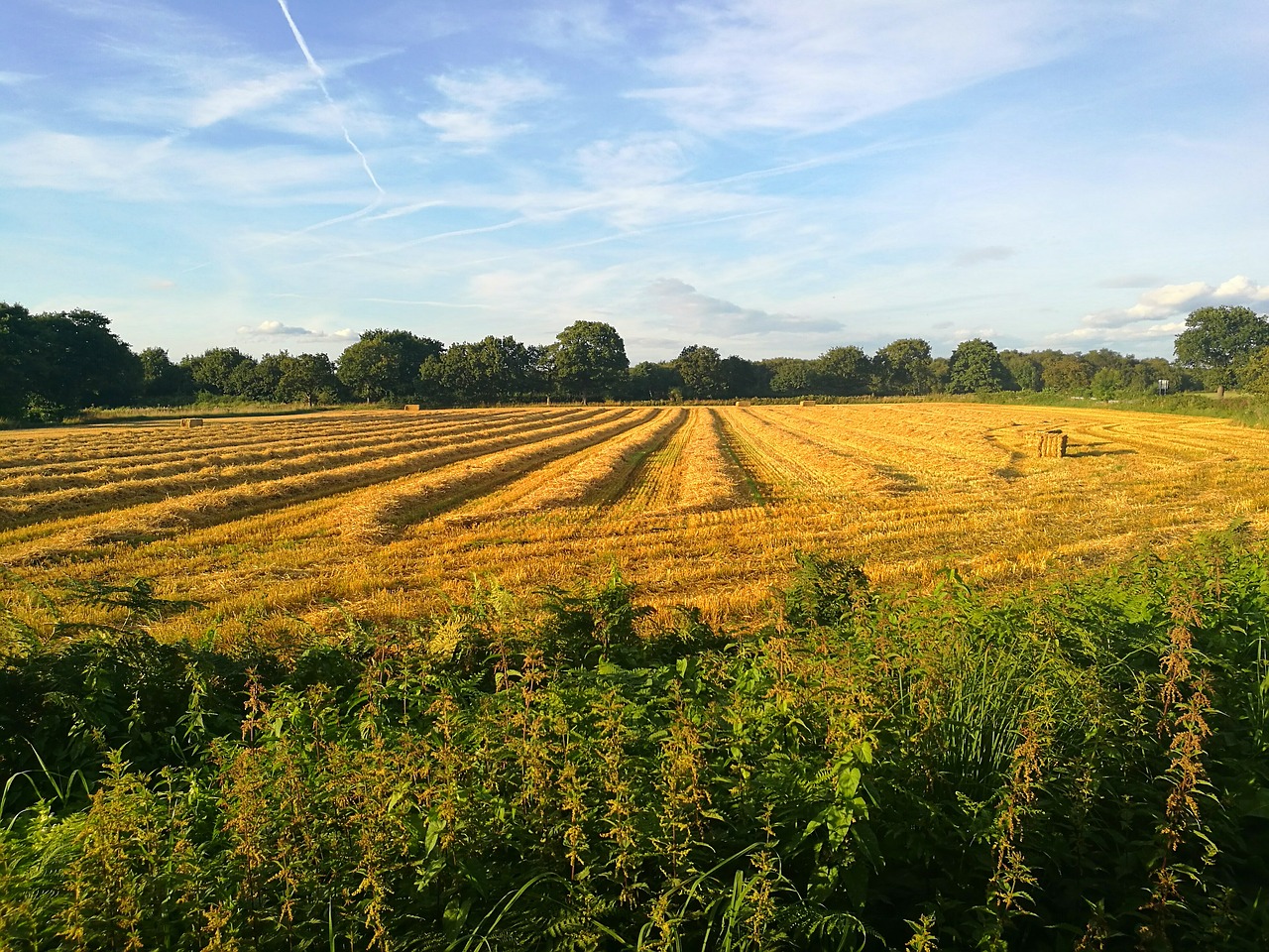 corn field farm free photo