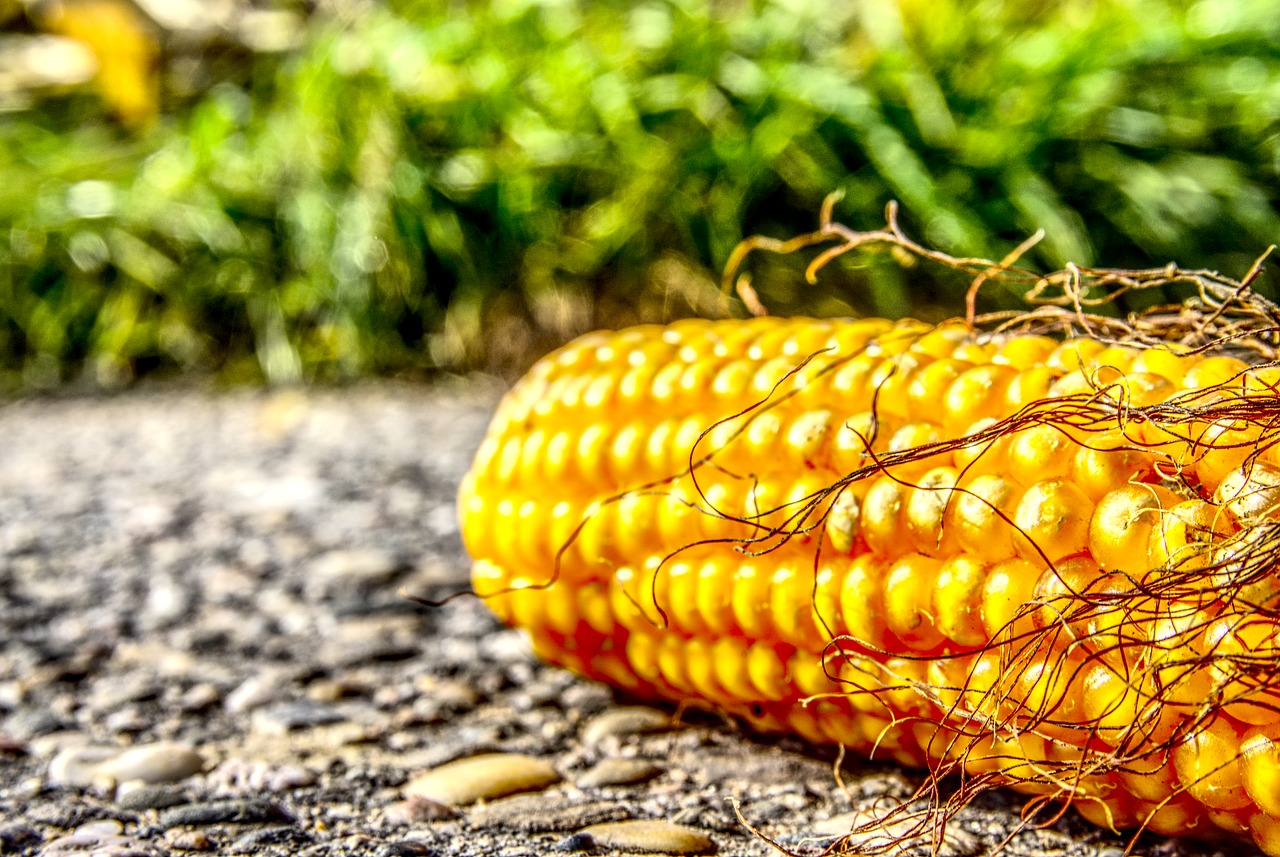 corn corn on the cob ground free photo
