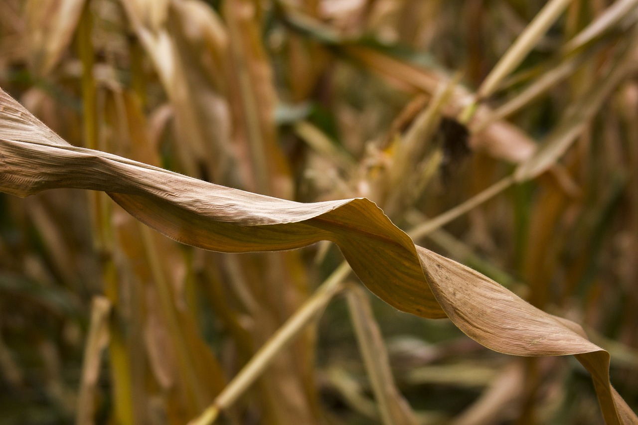 corn yellow orange free photo