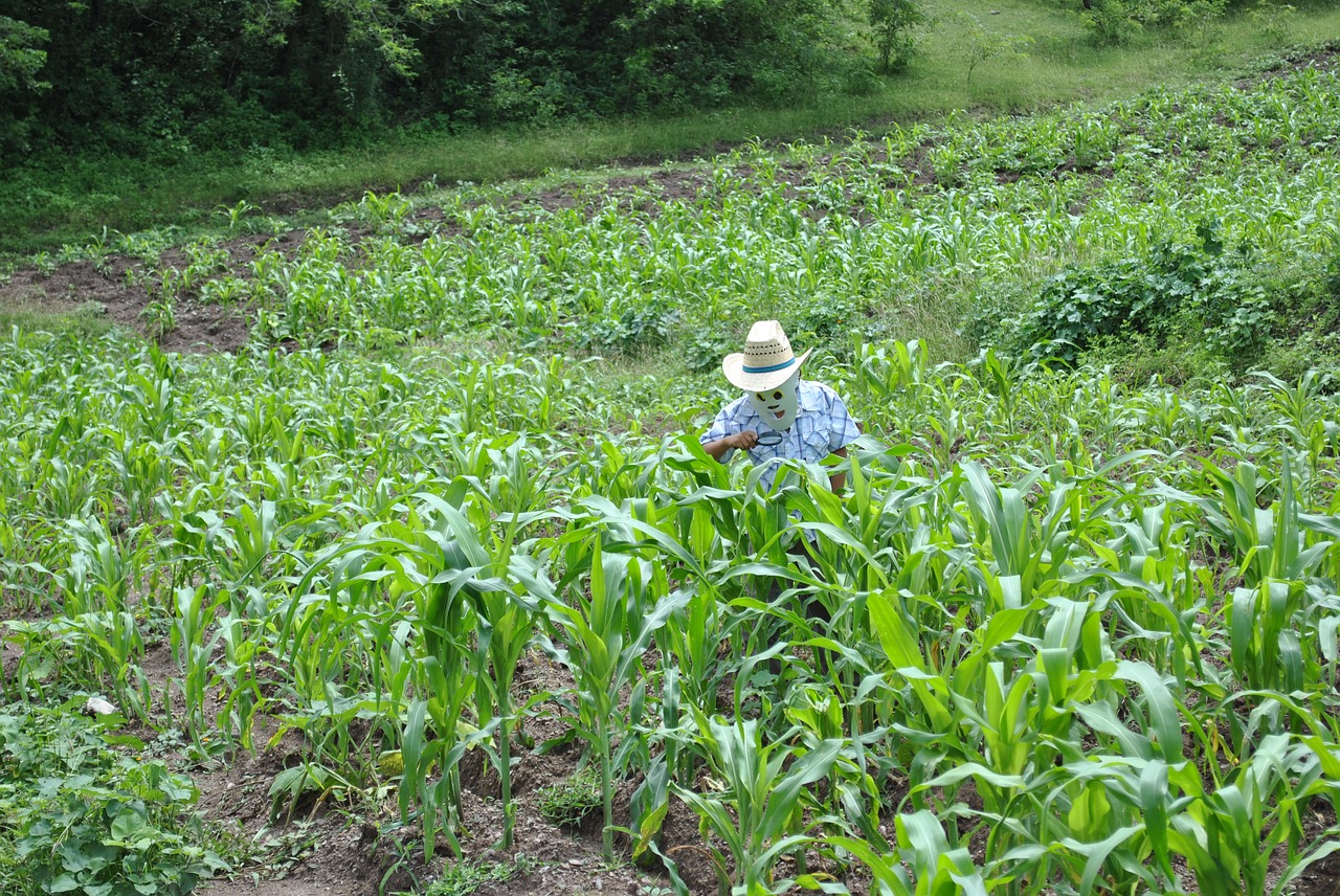 corn maize field super torito free photo