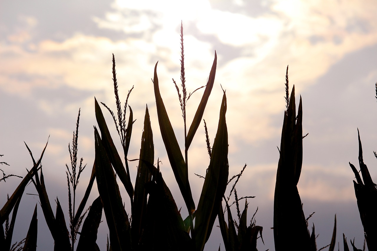 corn abendstimmung dusk free photo