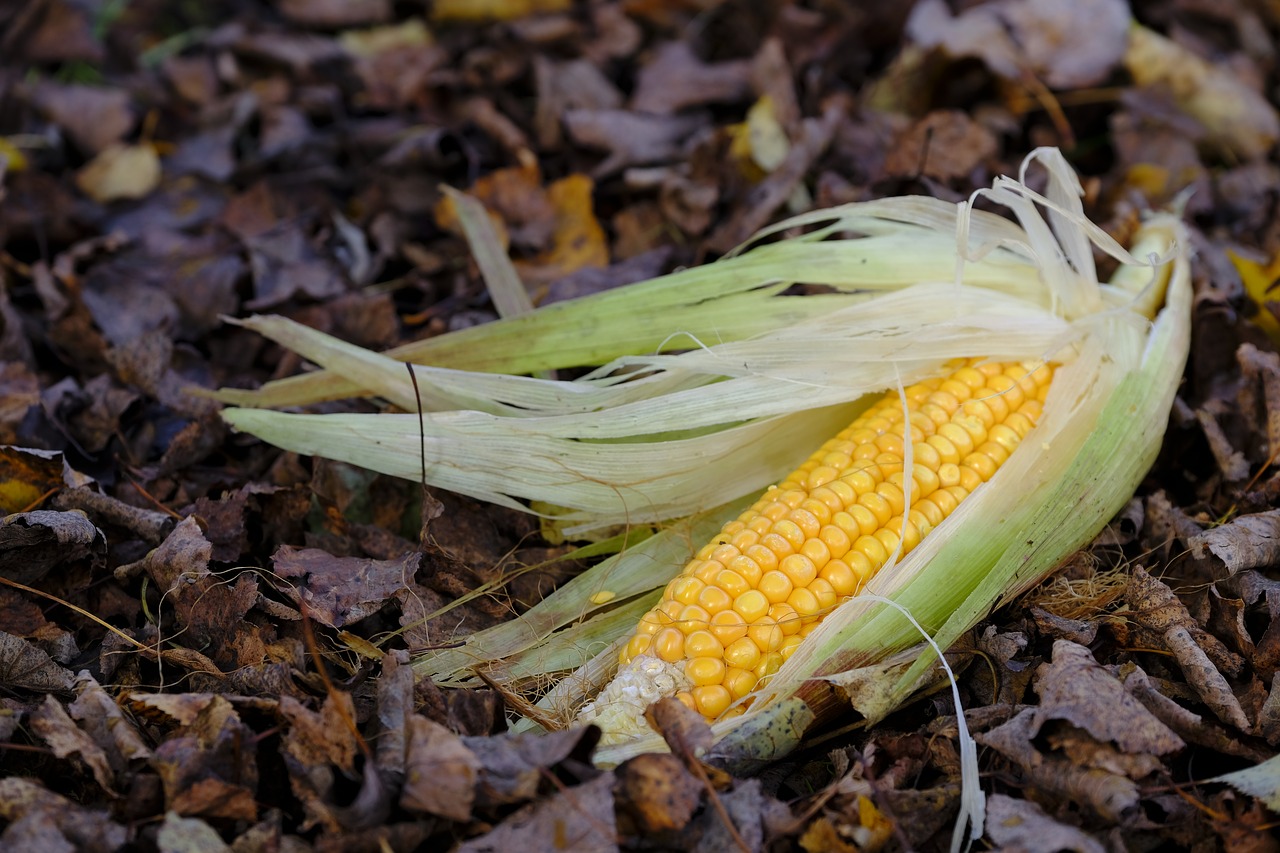 corn corn on the cob food free photo