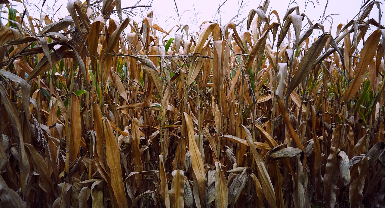 corn fall fields free photo