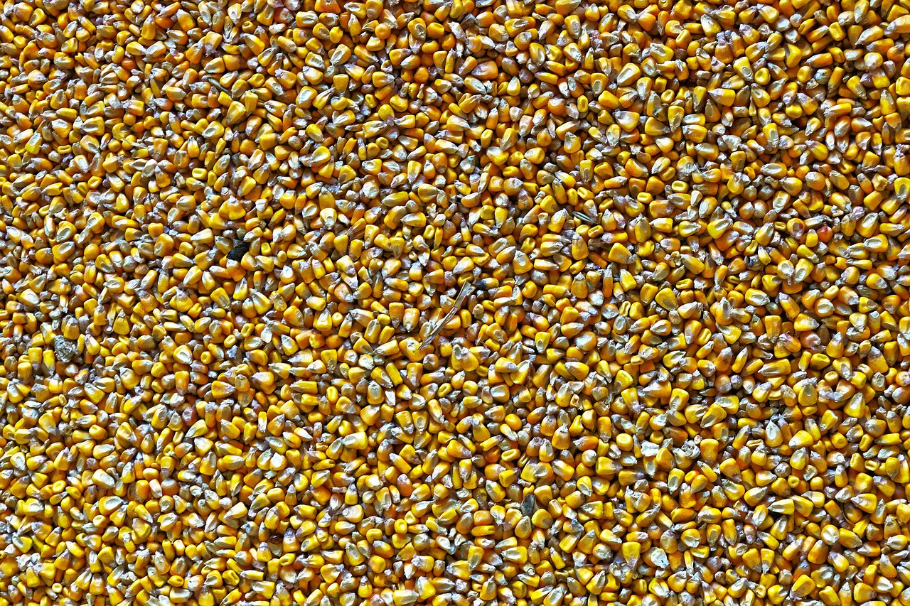 corn fodder maize structure free photo