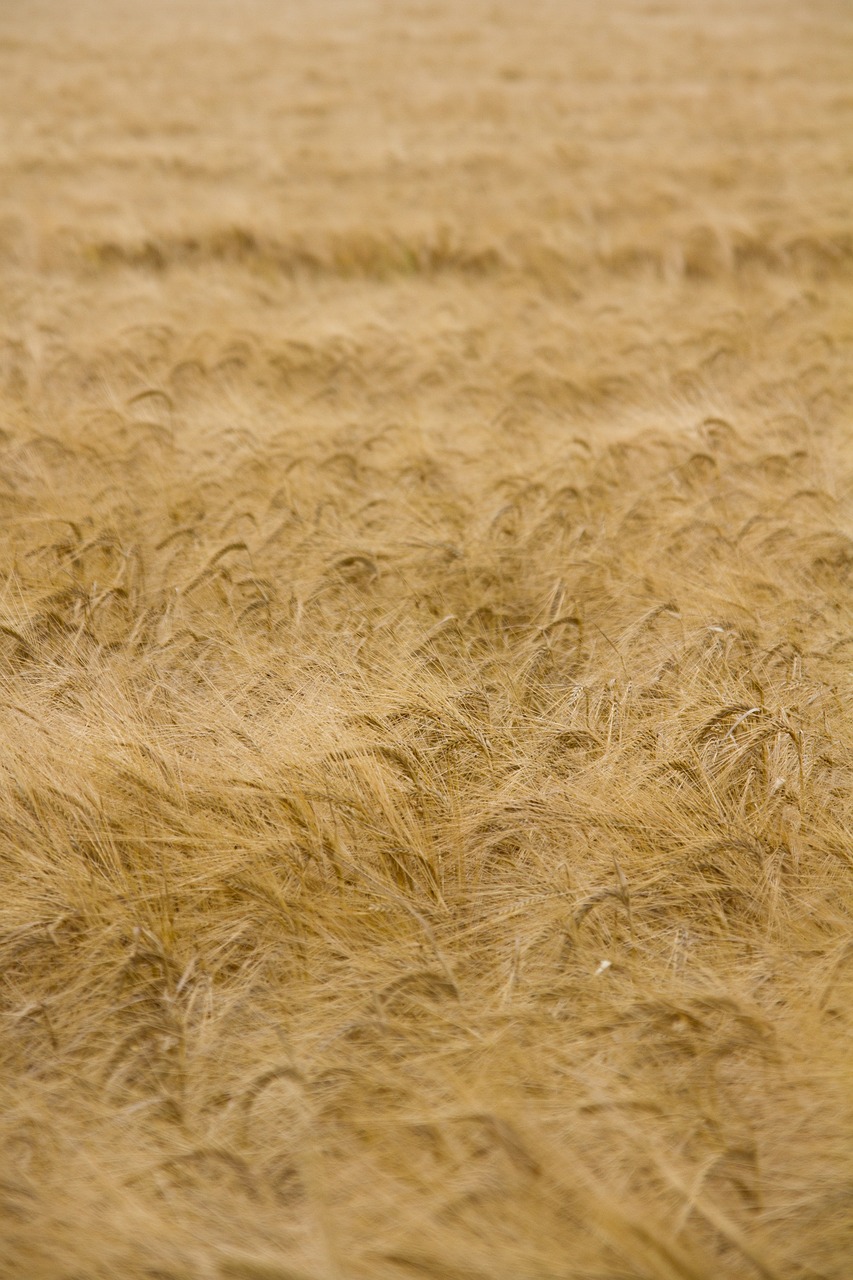 corn field yellow free photo