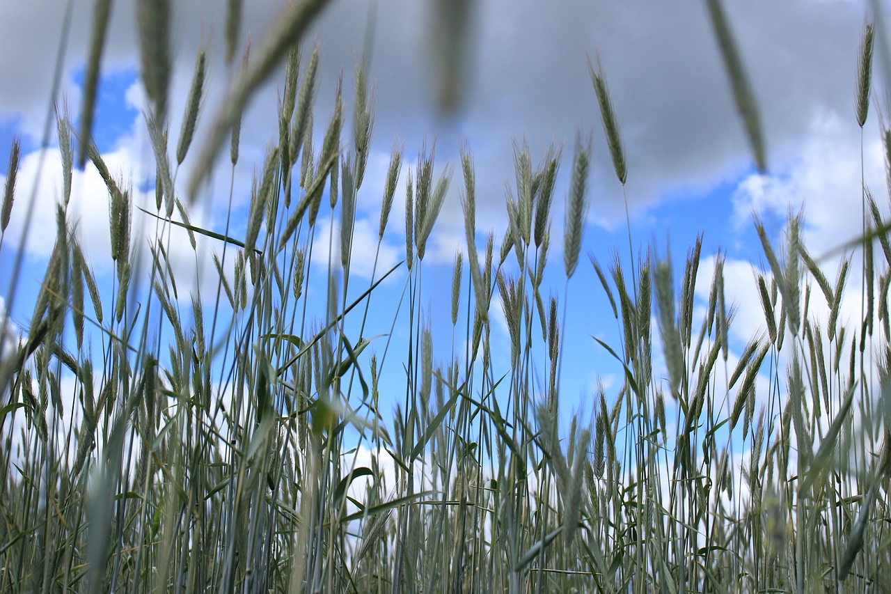 corn wheat the cultivation of free photo