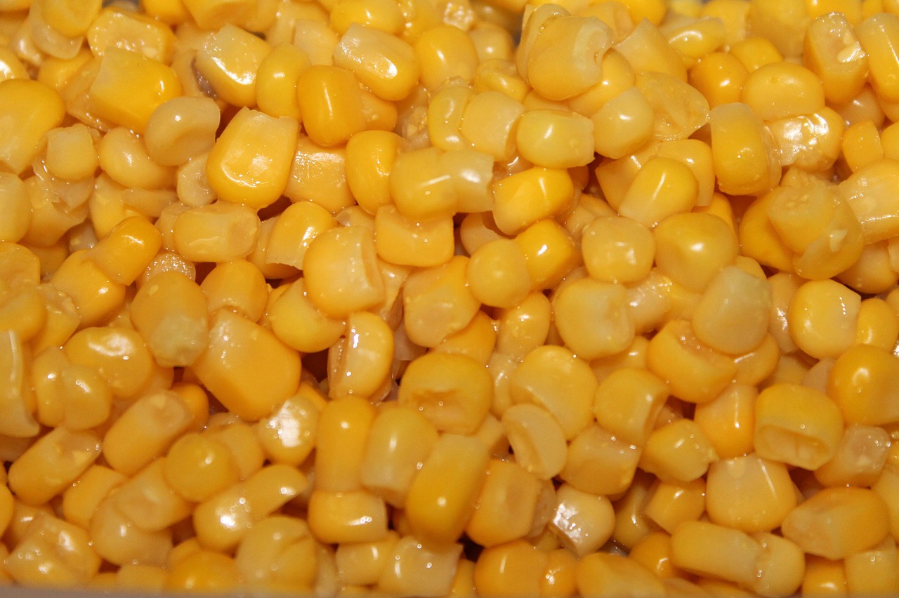 corn background food free photo