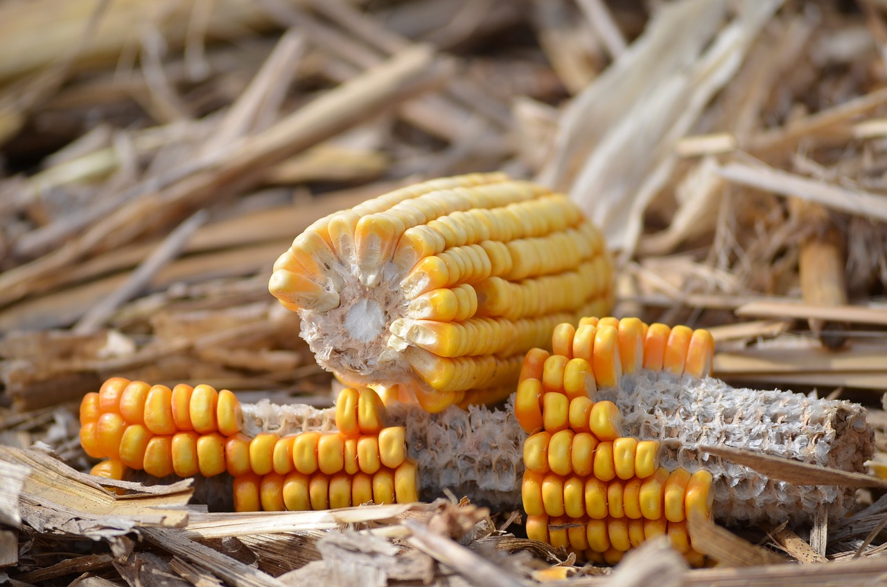 corn field nature free photo