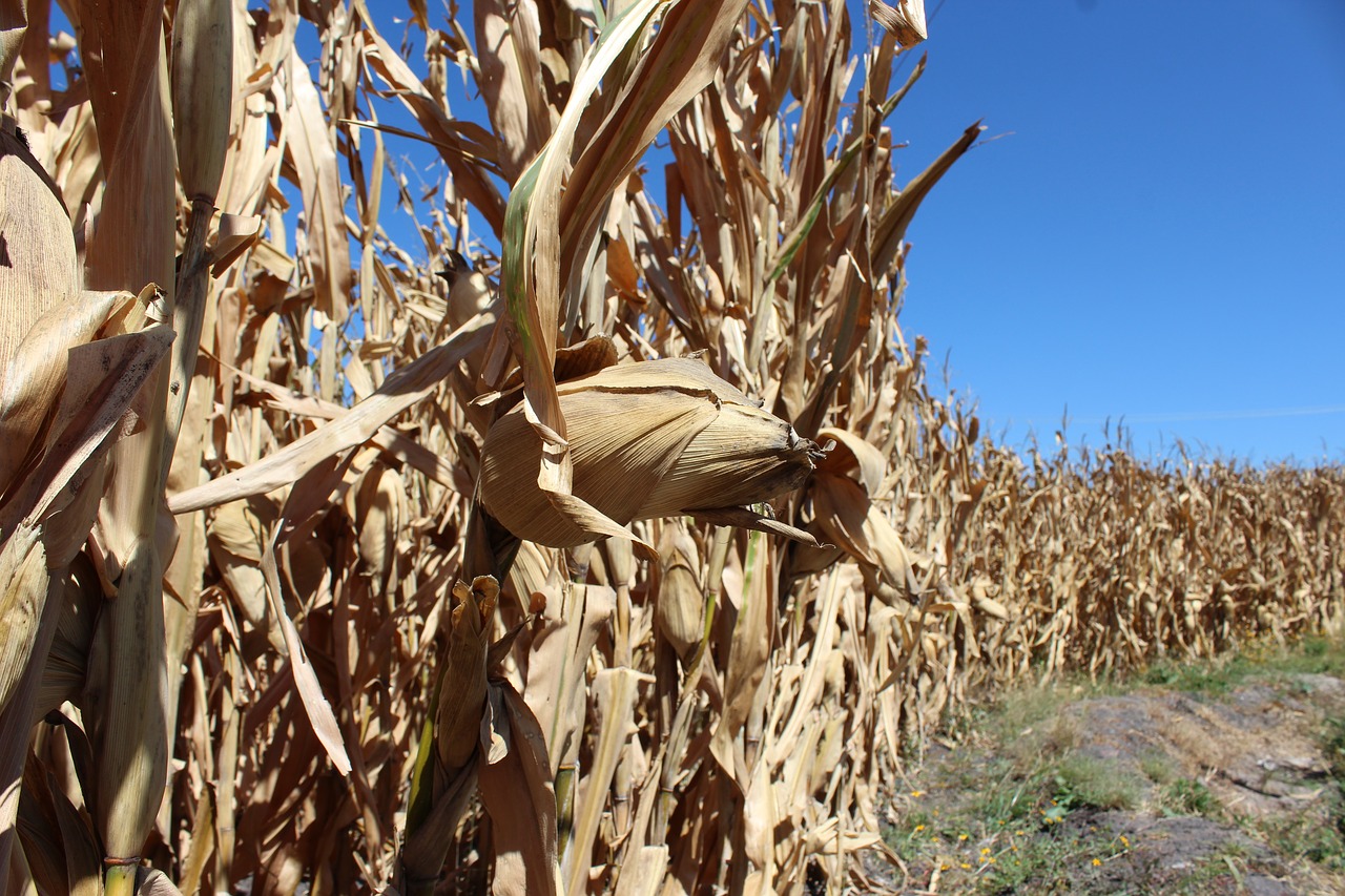 corn cultivation earth free photo