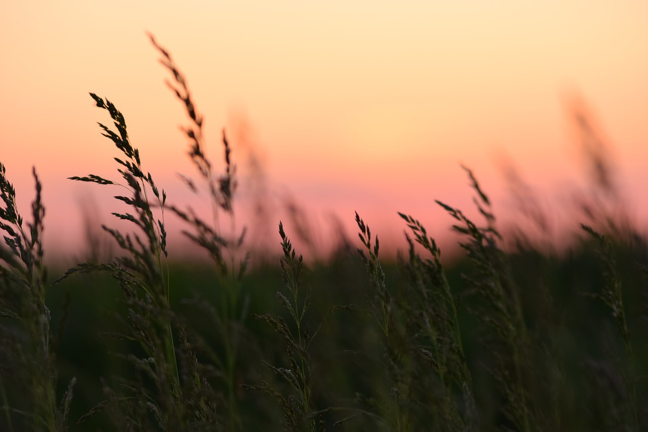 corn sunset nature free photo