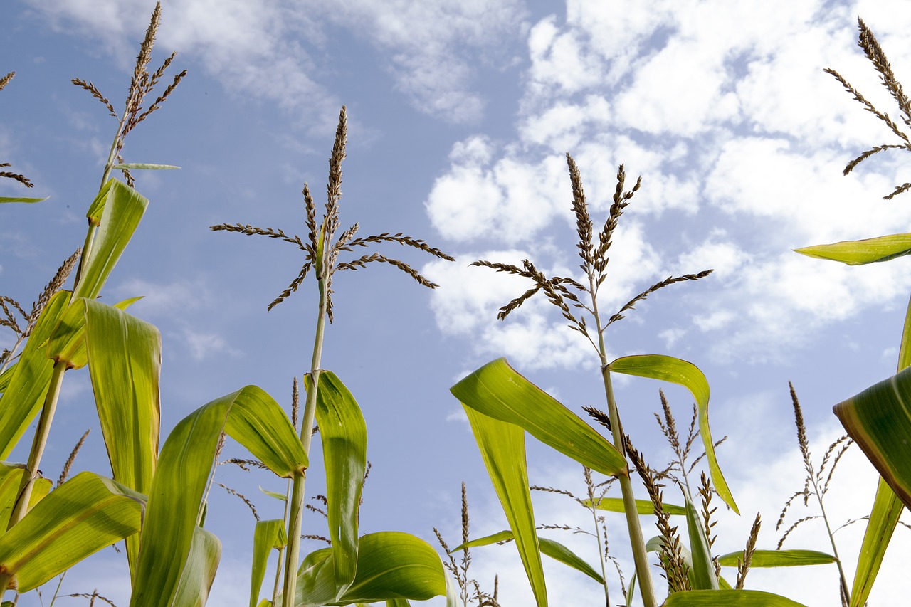 corn corn field sky free photo