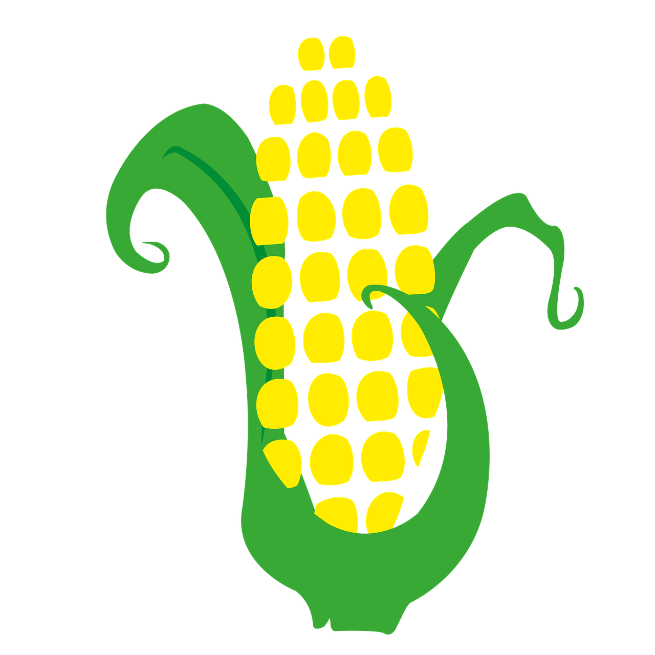 corn cob harvest free photo