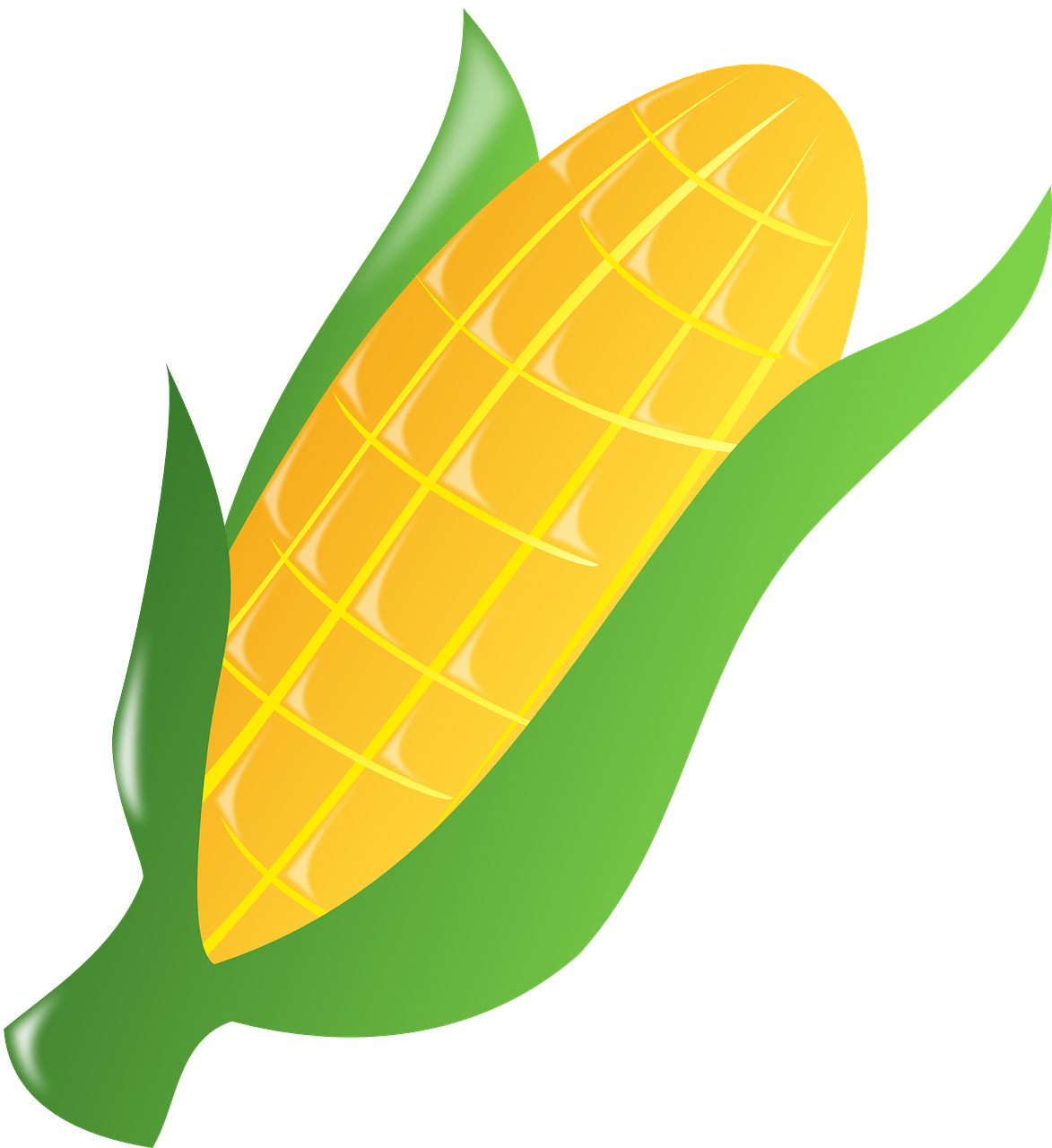 corn leaf fresh free photo