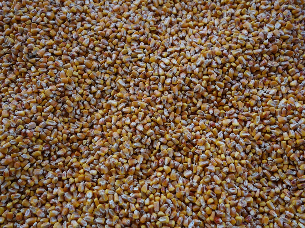 corn yellow grain free photo