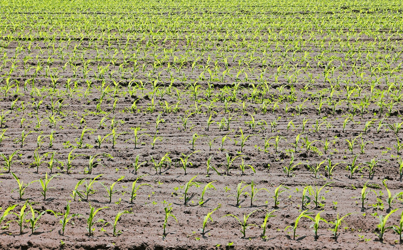 corn  cornfield  seedlings free photo