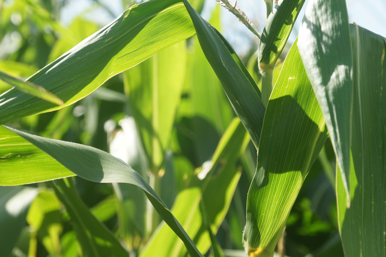 corn  field  cultivation free photo