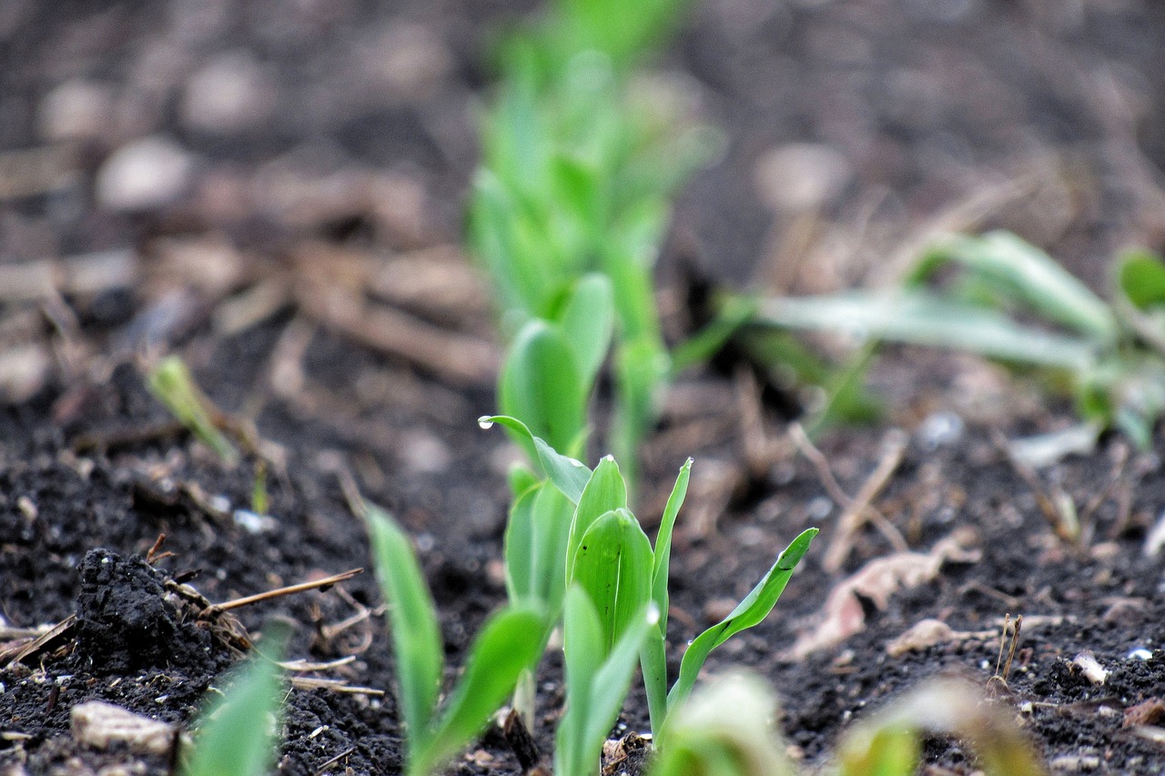 corn  soil  leaf free photo