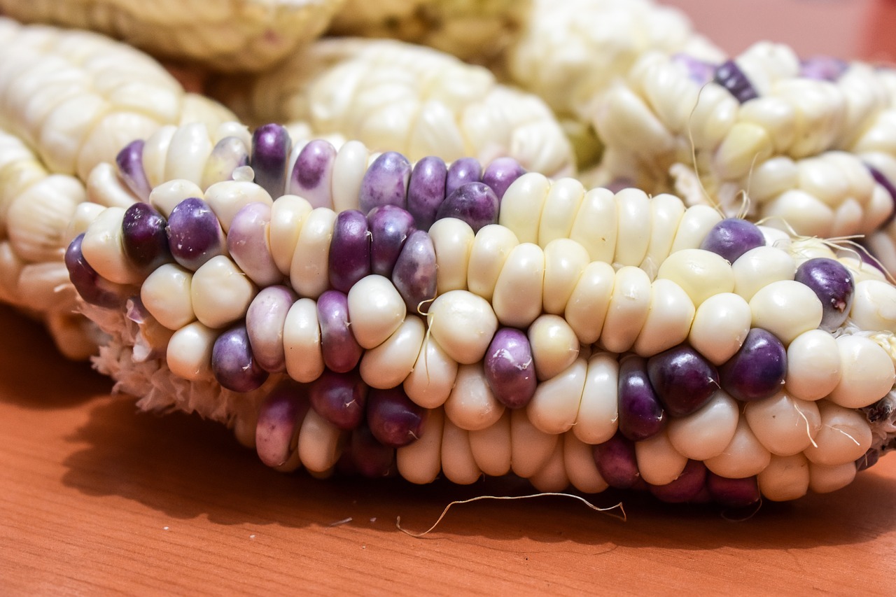 corn  cob  agriculture free photo