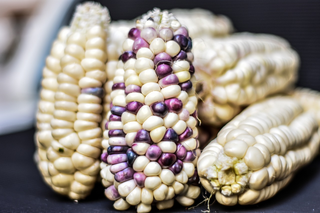 corn  cob  agriculture free photo