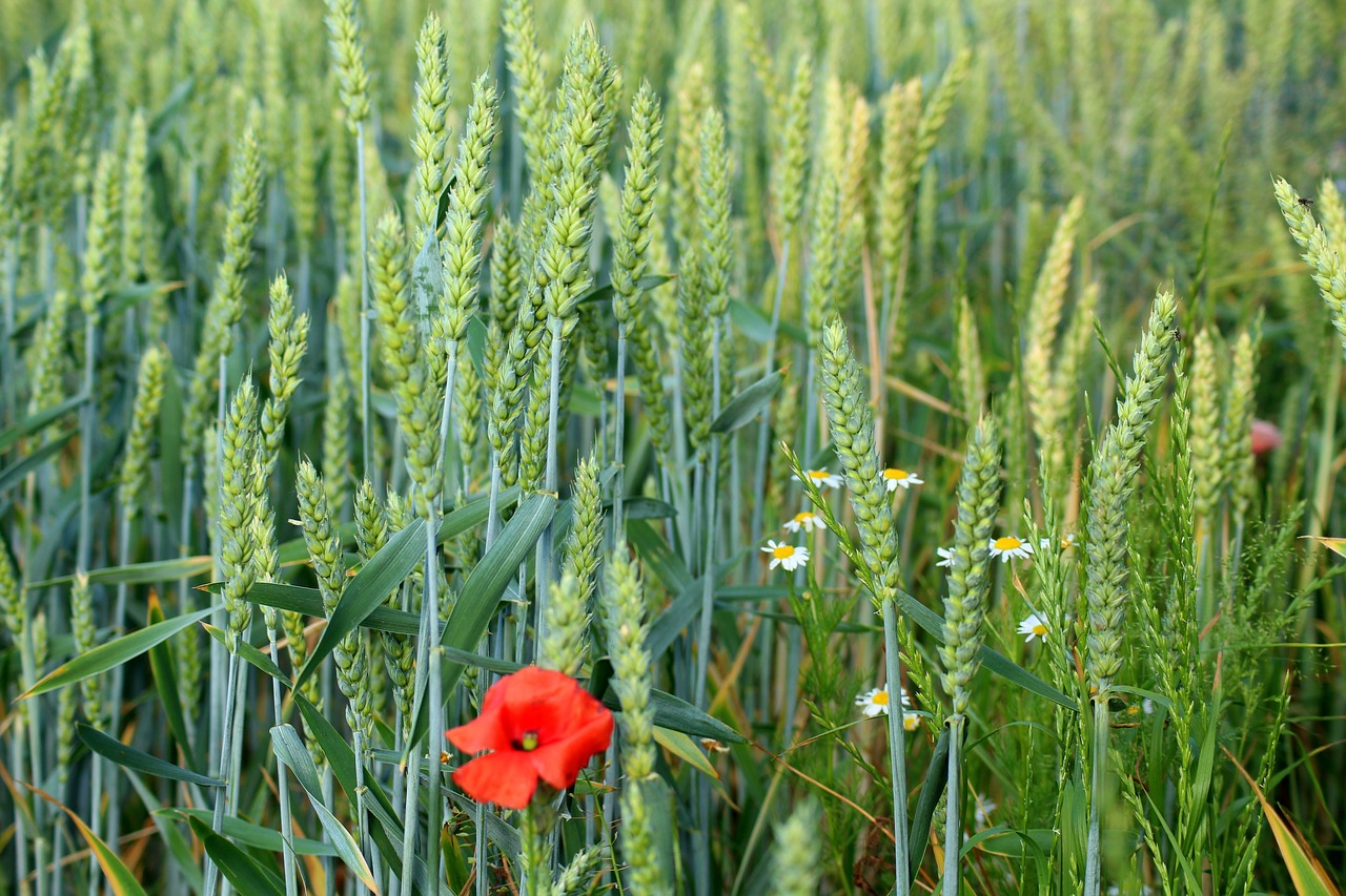 corn  wheat  wildflowers free photo