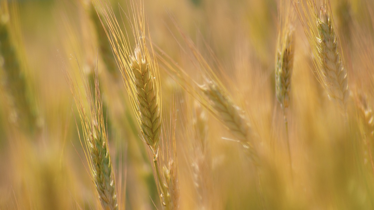 corn  fief  field free photo