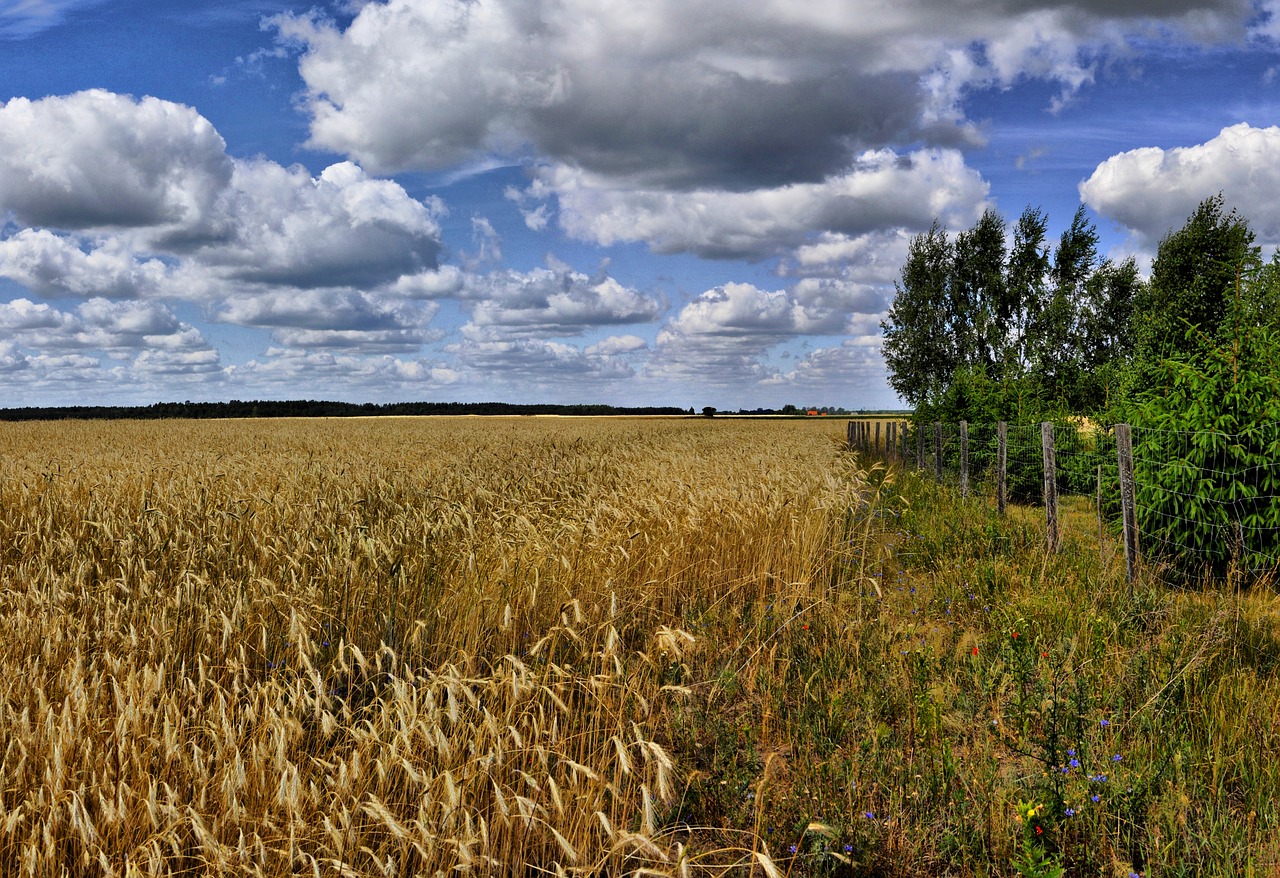 corn  field  clouds free photo