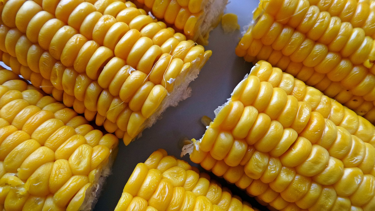 corn  food  yellow free photo