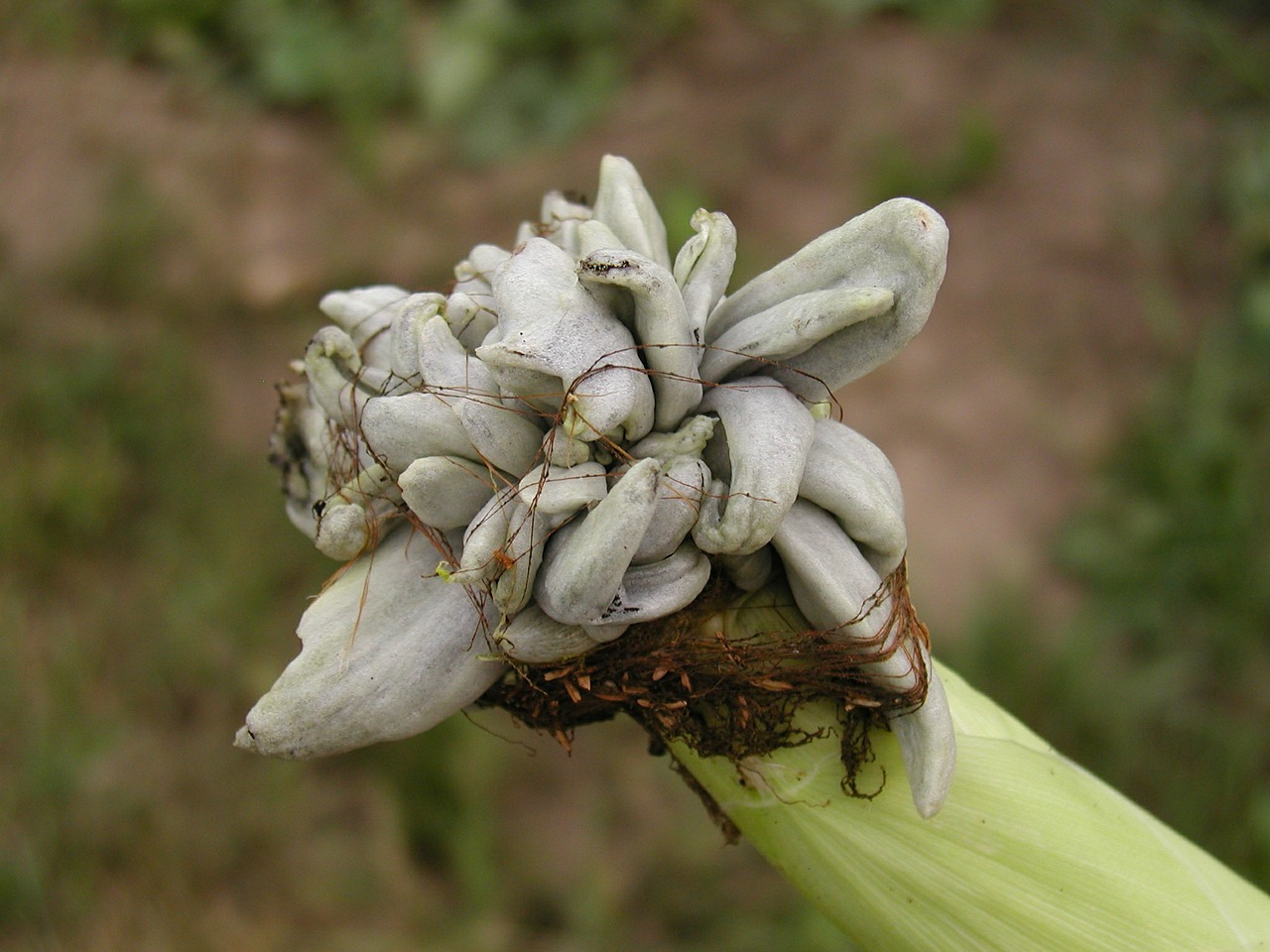 corn neoplasm plant free photo