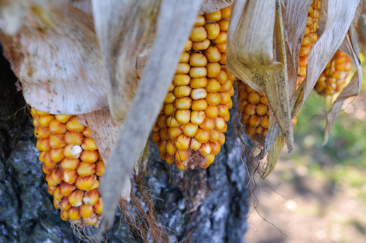 corn  nature  autumn free photo