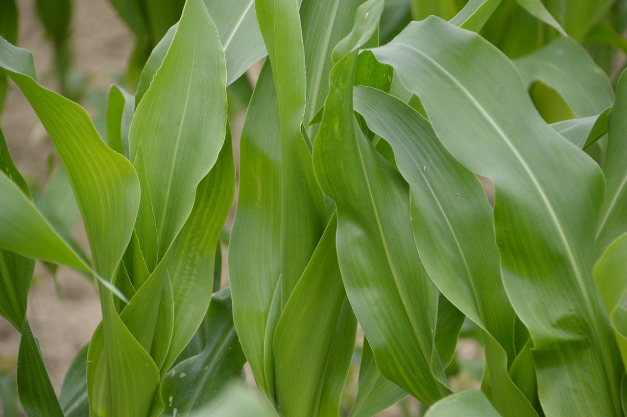 corn  corn field  culture free photo