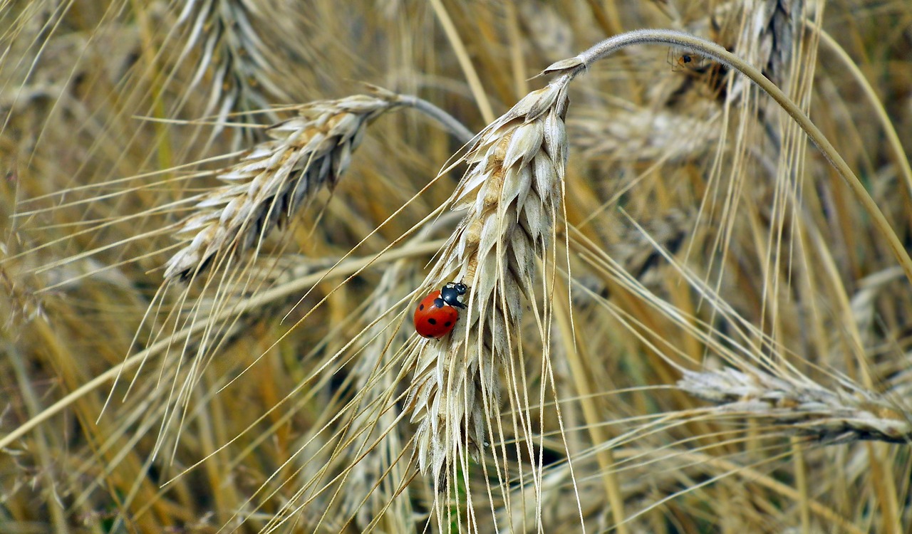 corn  field  insect free photo