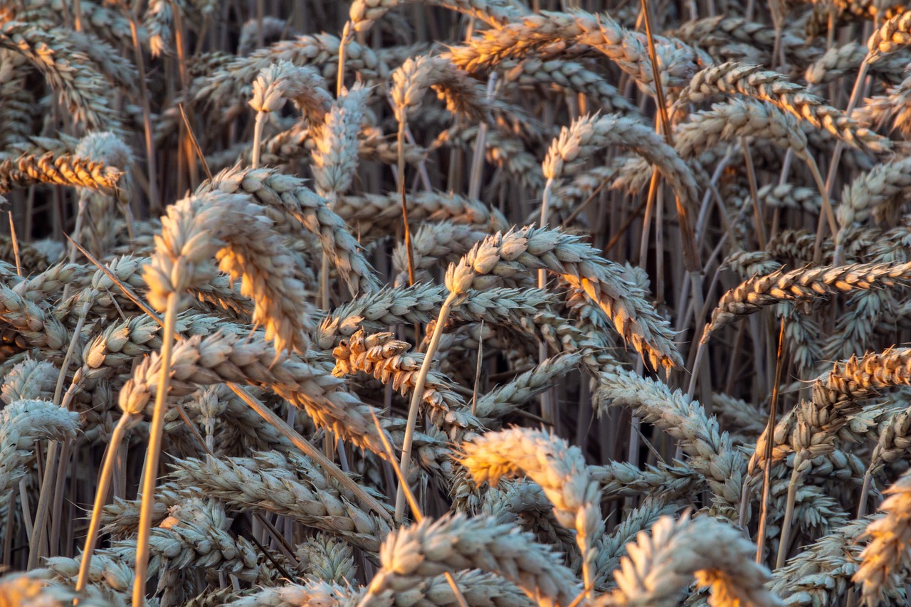 corn  field  harvest free photo