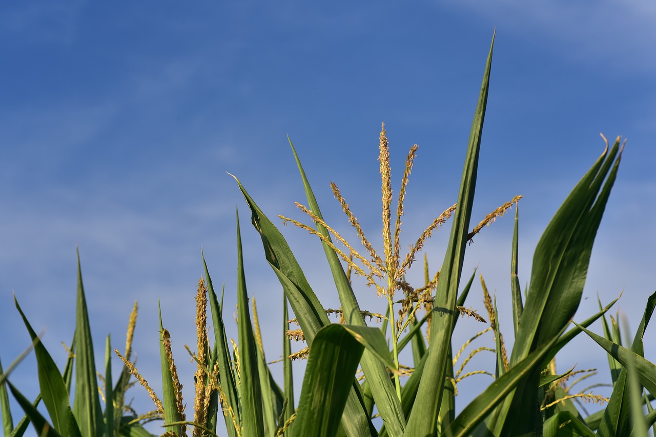 corn  cornfield  agriculture free photo