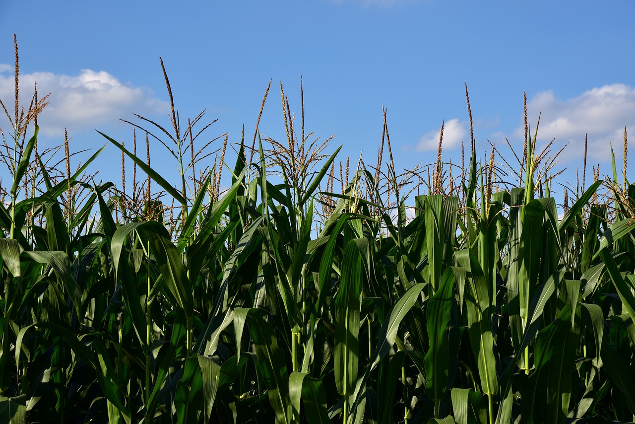 corn  cornfield  agriculture free photo