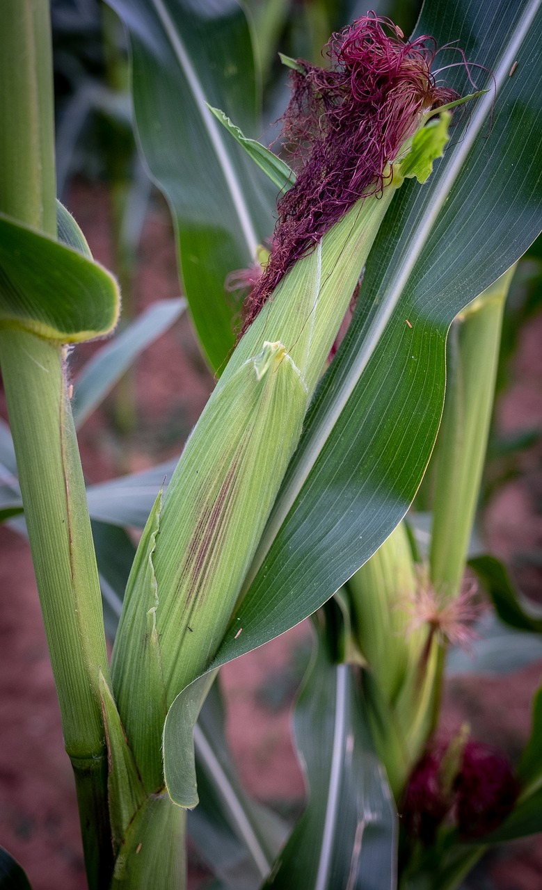 corn  corn on the cob  growth free photo