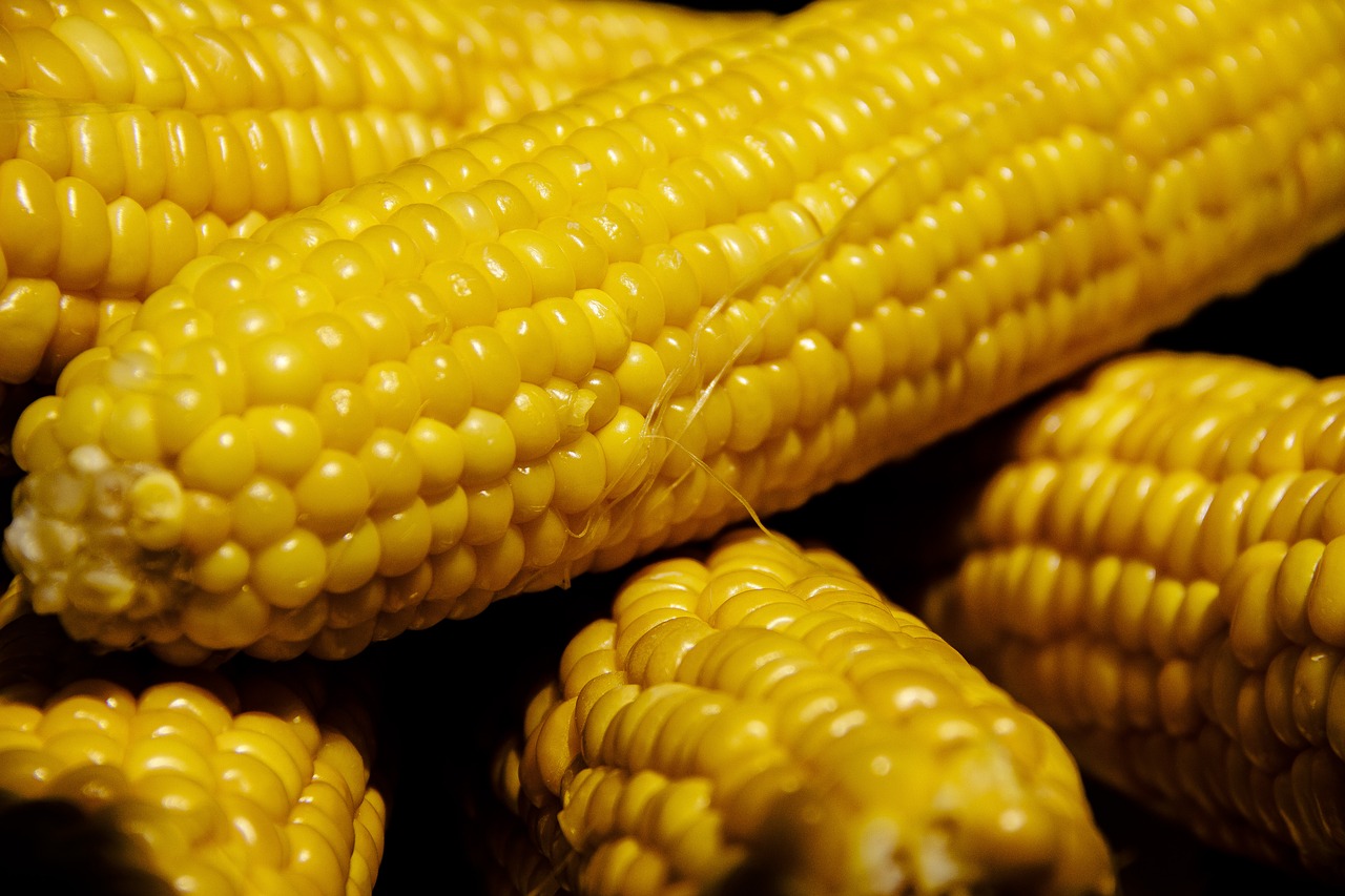 corn  vegetable  vegetables free photo