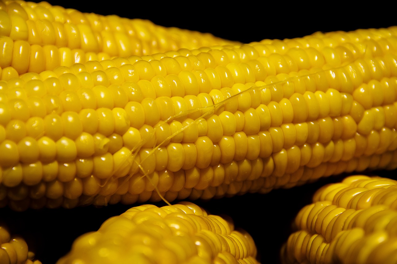 corn  vegetable  nutrition free photo