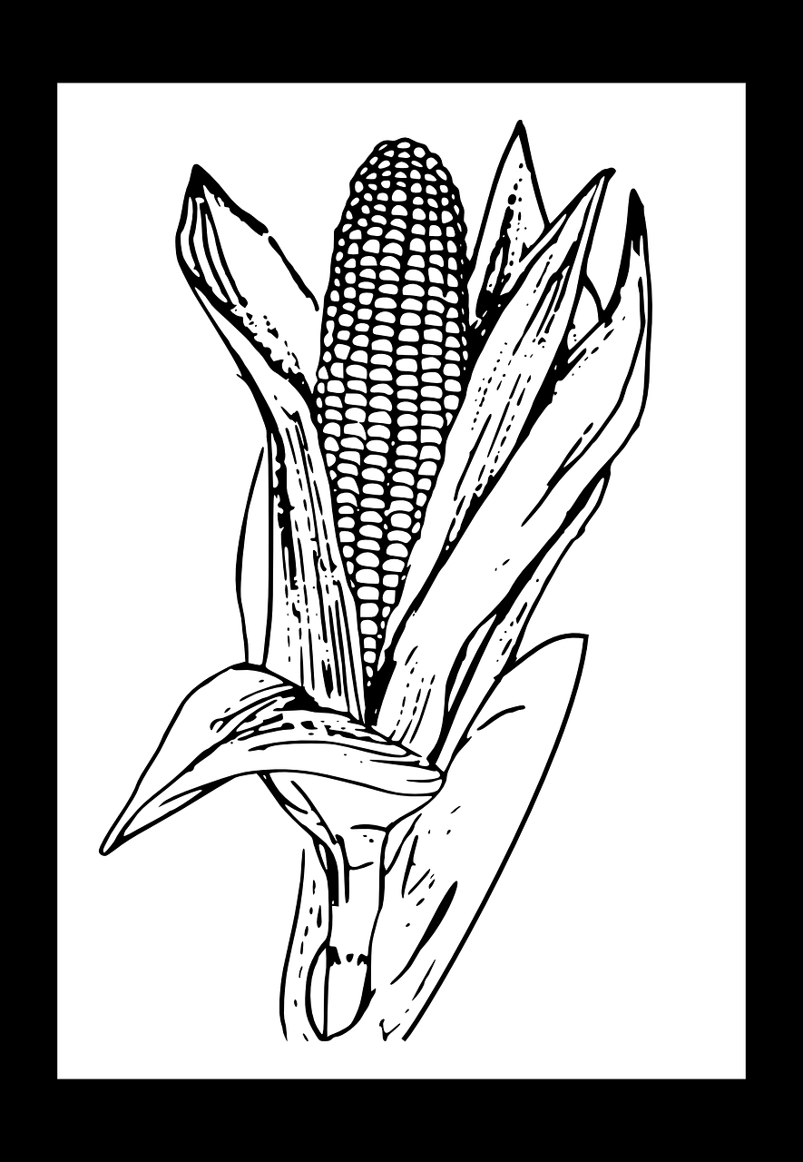 corn ear maize free photo